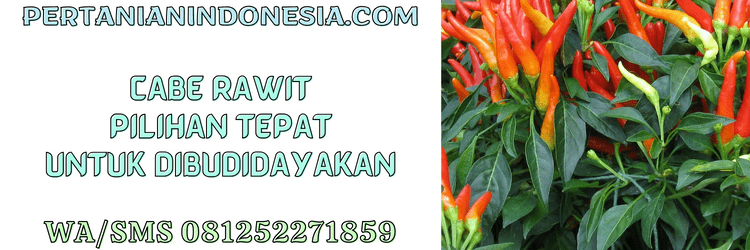 cabe,cabe rawit,petani,budidaya,budidaya cabe rawit,pertanian indonesia